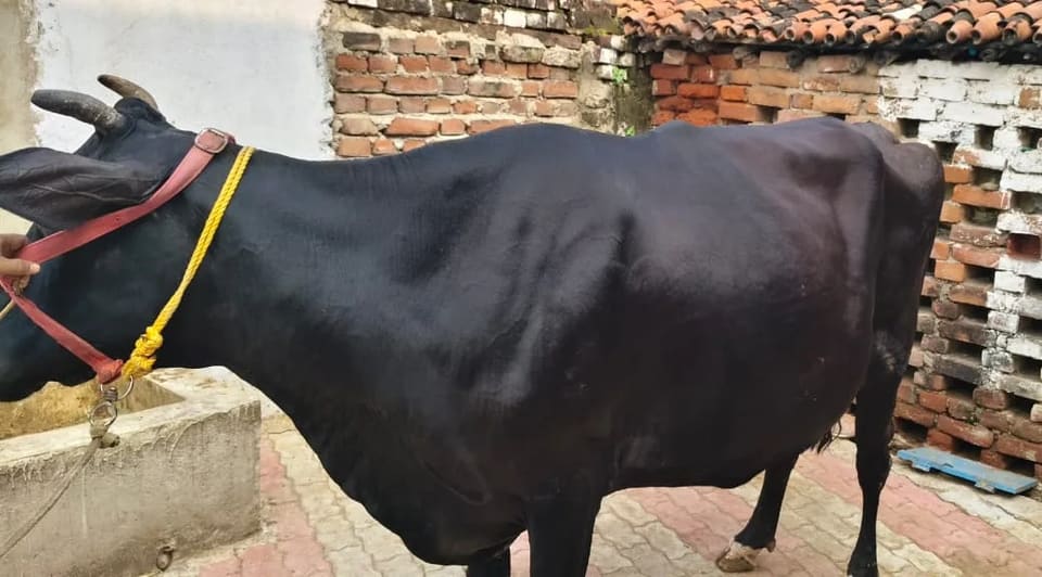 Jersey Cow in  BIHAR