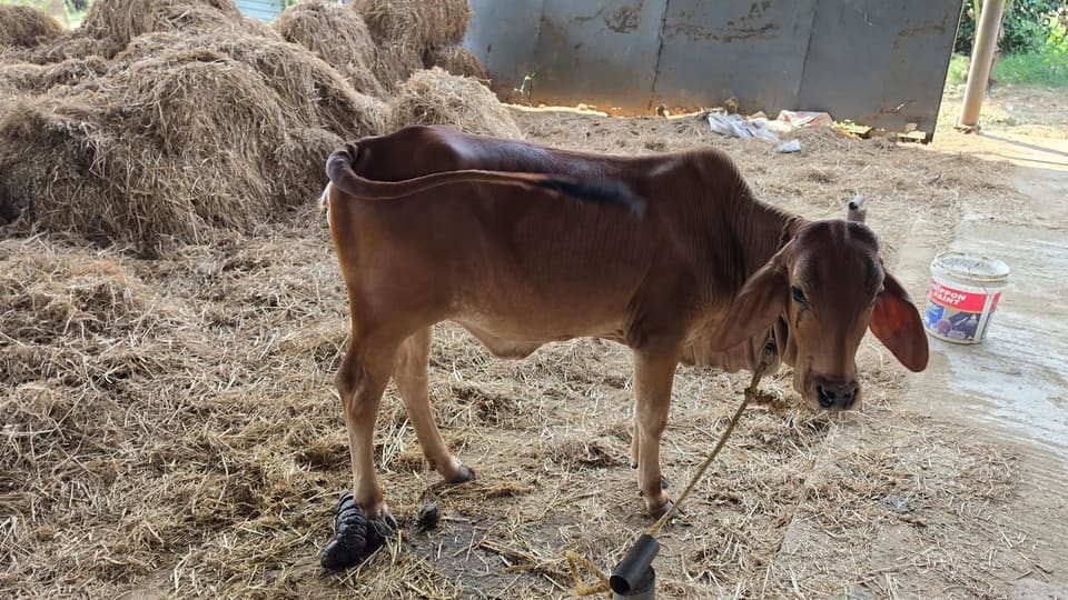 Sahiwal Cow in  TAMIL NADU
