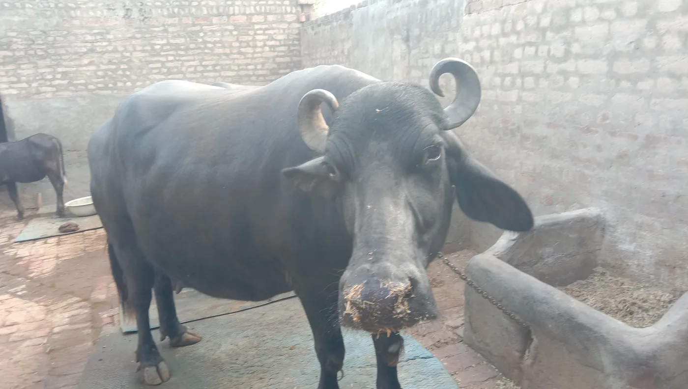 Murrah Buffalo in  RAJASTHAN