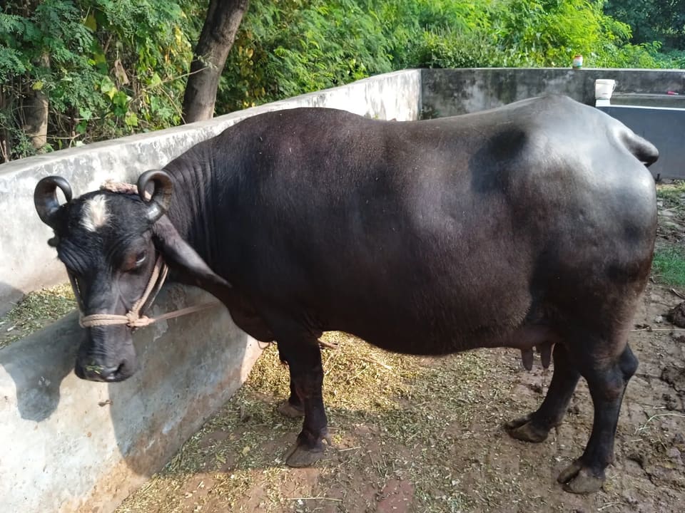 Others Buffalo in  HIMACHAL PRADESH
