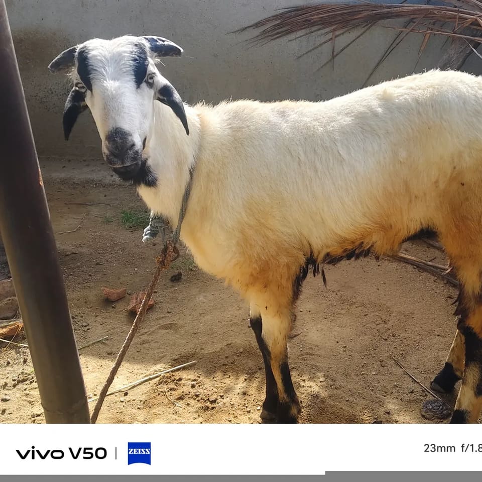 Bannur Sheep B0257 in  ANDHRA PRADESH