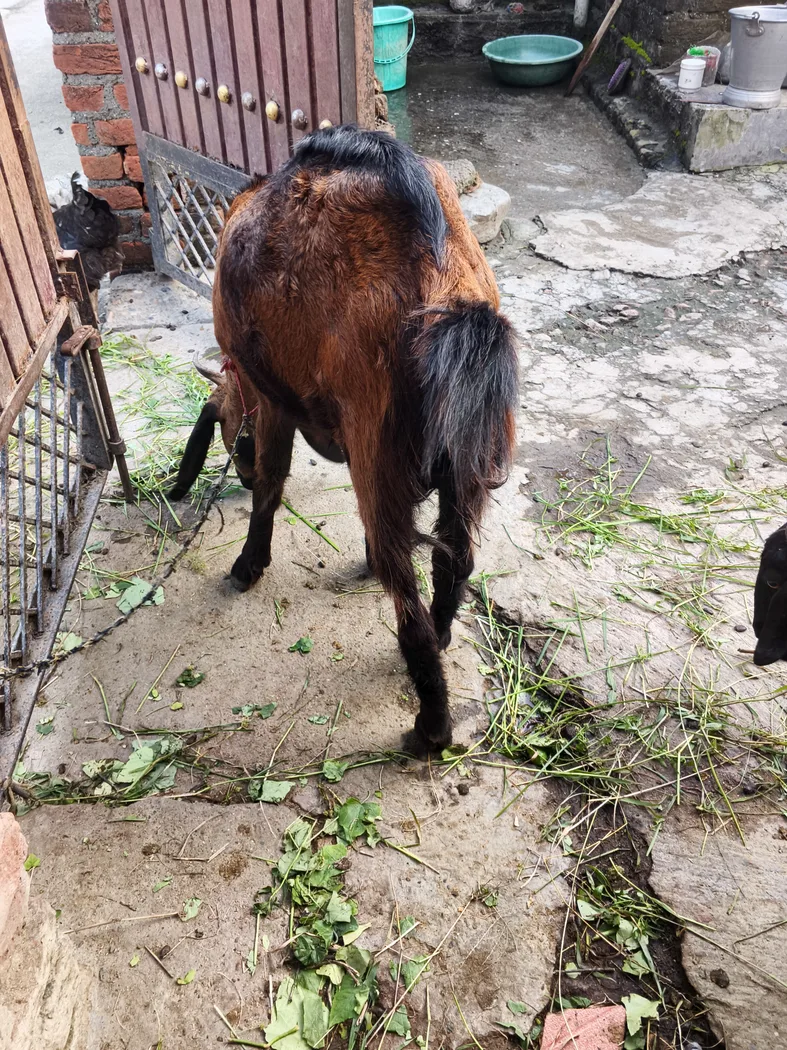 Sirohi Goat in  UTTARAKHAND