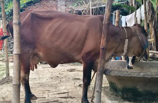 Gir Cow G2153 in  BIHAR