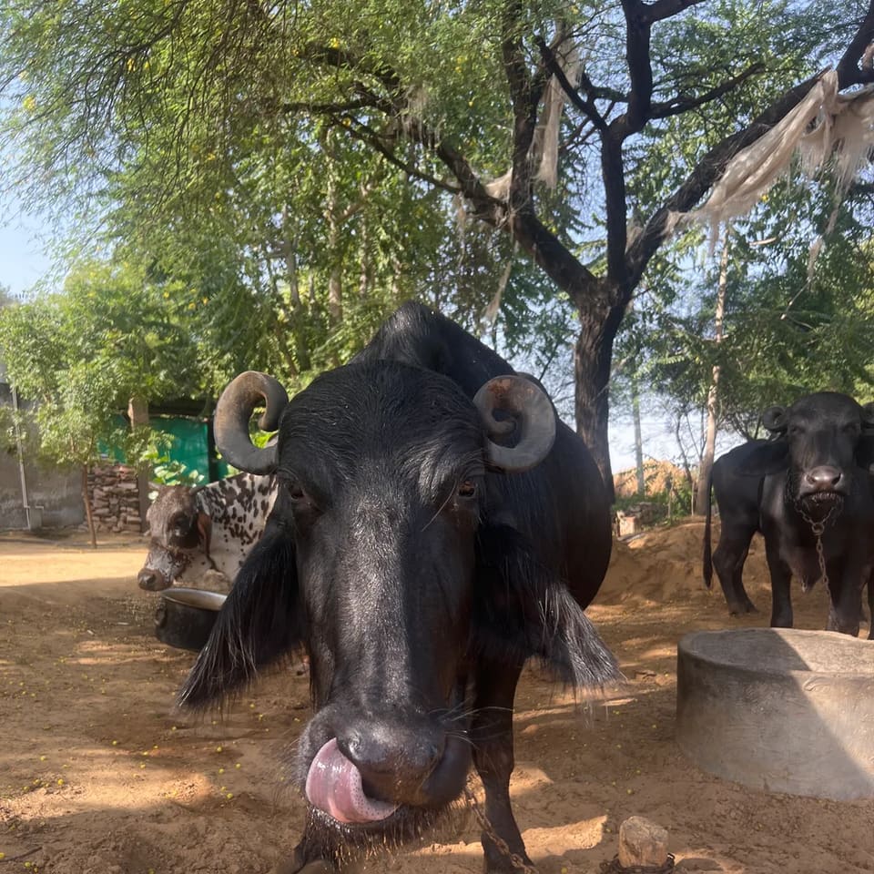 Murrah Buffalo in RAJASTHAN