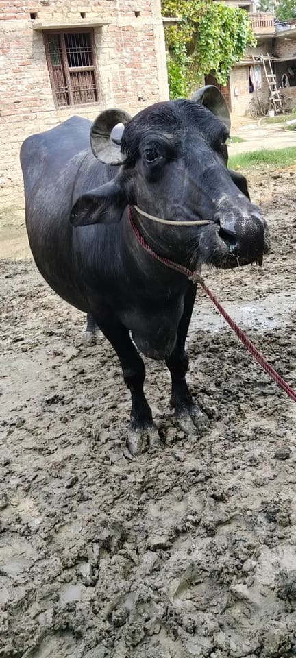 Murrah Buffalo in BIHAR
