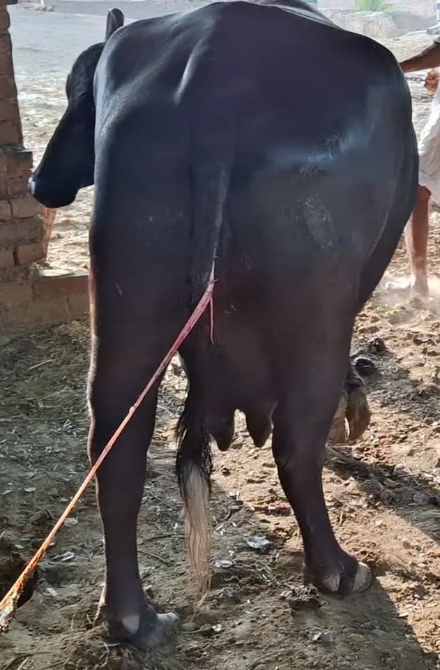 Murrah Buffalo in  RAJASTHAN