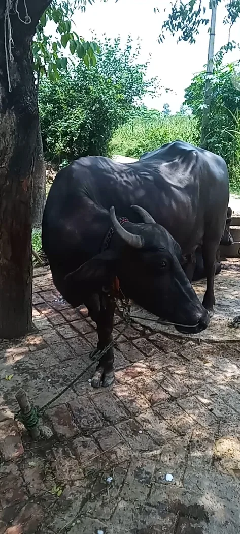 Murrah Buffalo in  UTTAR PRADESH