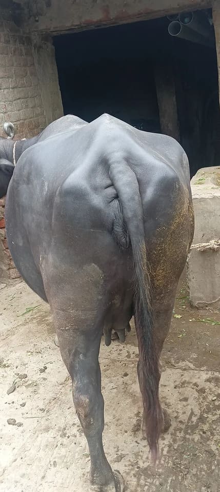 Murrah Buffalo in UTTAR PRADESH
