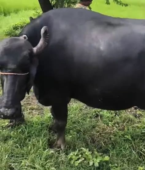 Murrah Buffalo in  UTTAR PRADESH