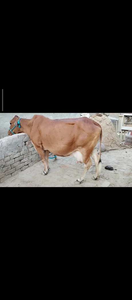 Others Cow in  RAJASTHAN