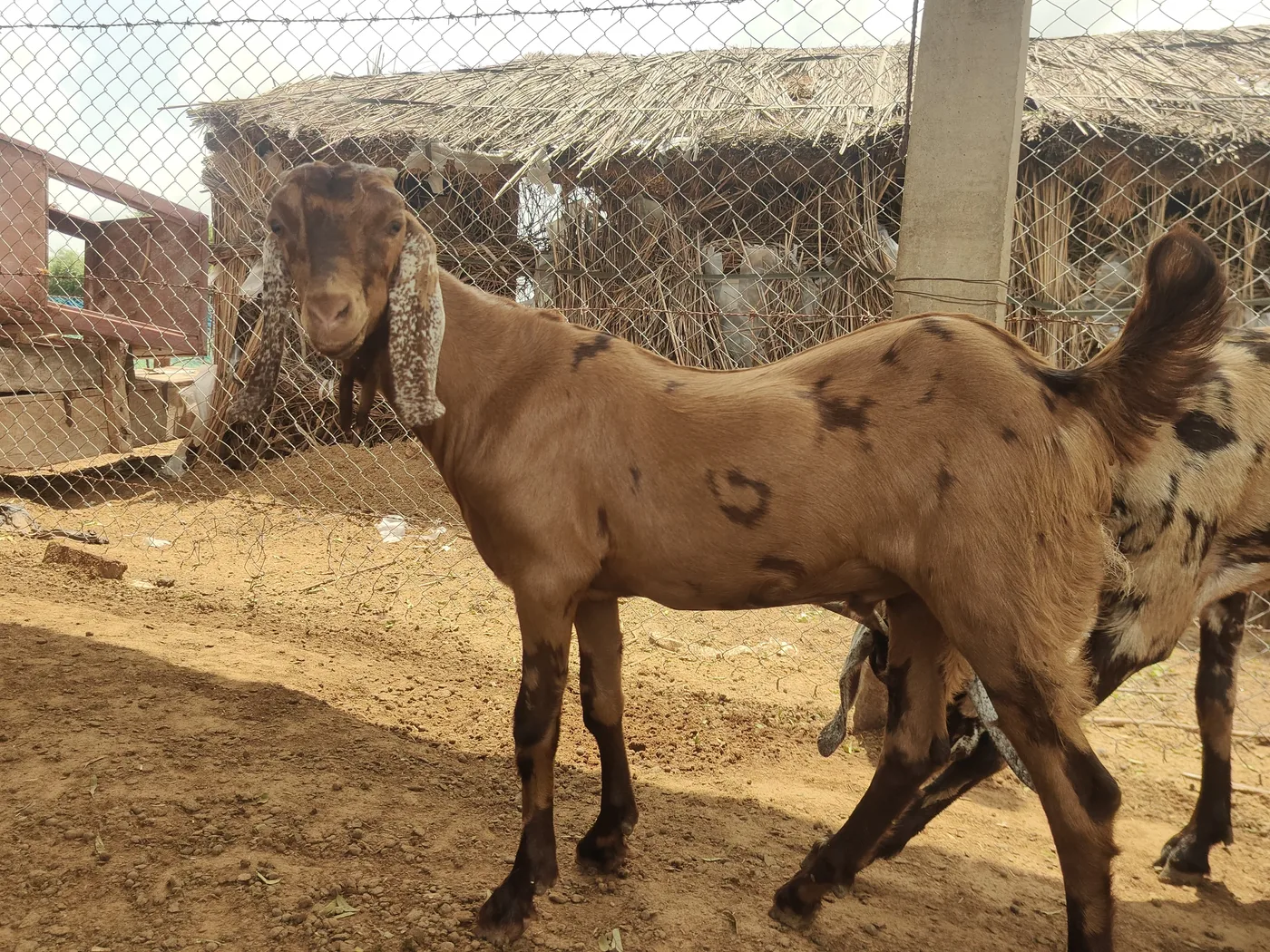Sirohi Goat in  RAJASTHAN