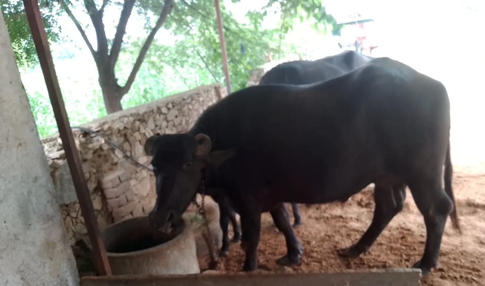 Murrah Buffalo in  RAJASTHAN