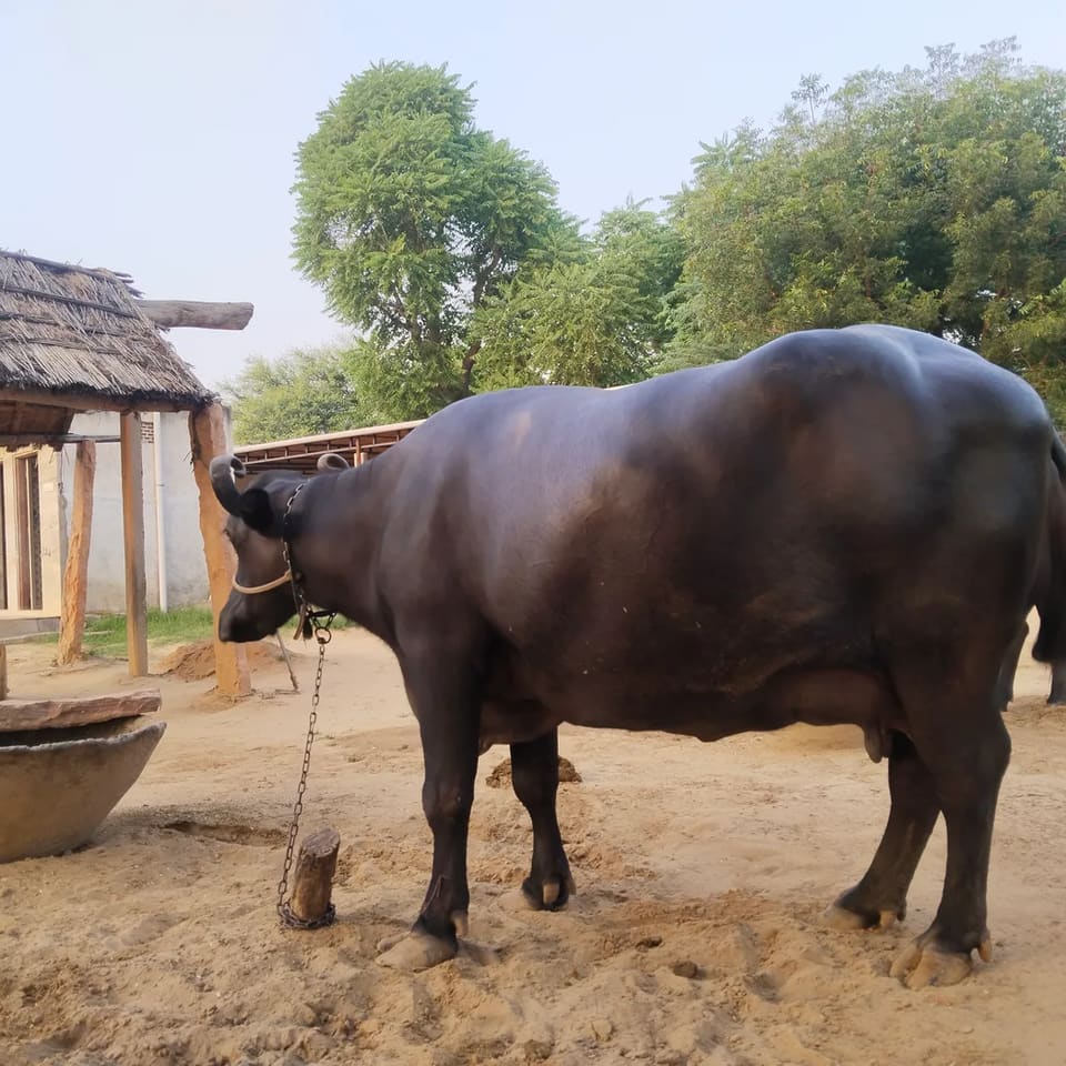 Murrah Buffalo M5142 in  RAJASTHAN