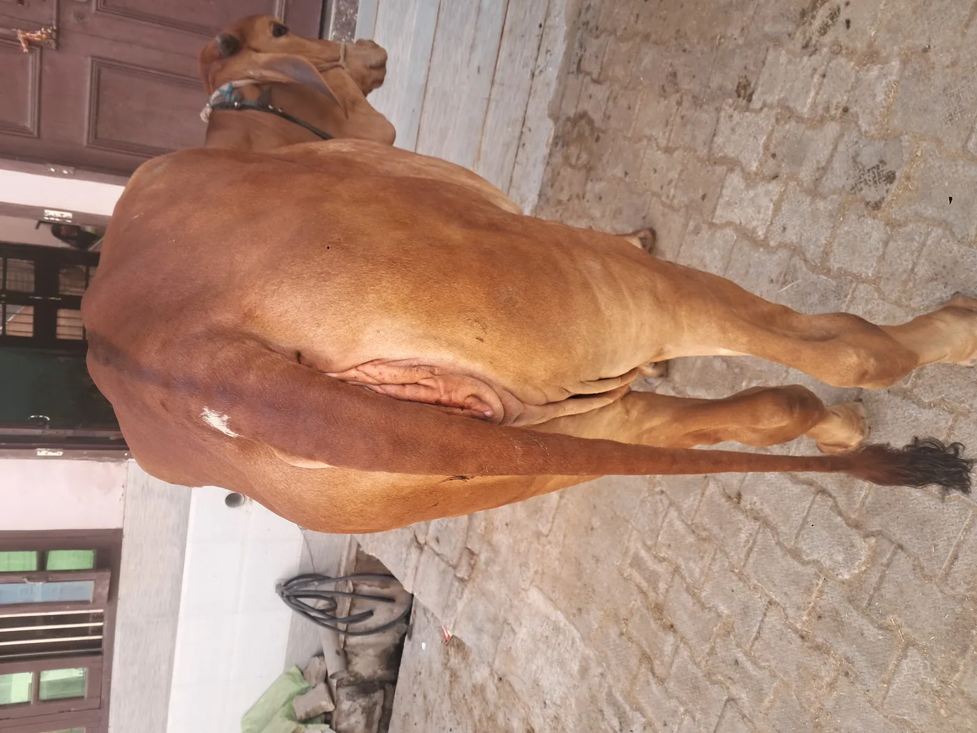 Gir Cow in  HARYANA