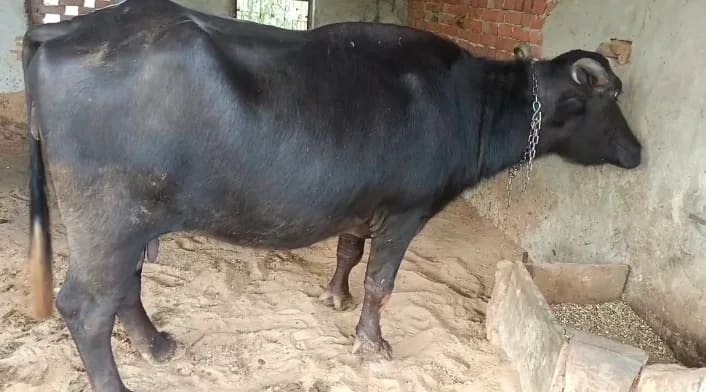 3 Buffalo O0771 in  RAJASTHAN