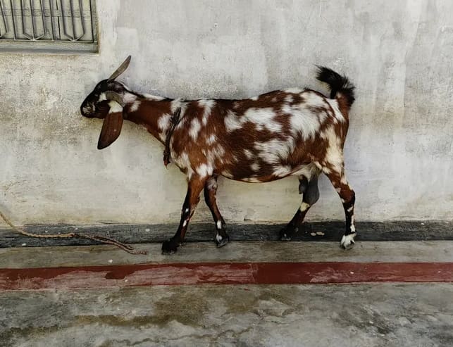 Desi Goat O0241 in  UTTAR PRADESH