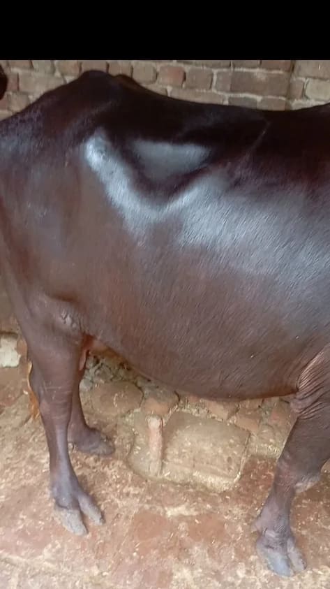 Banni  Buffalo in  UTTAR PRADESH