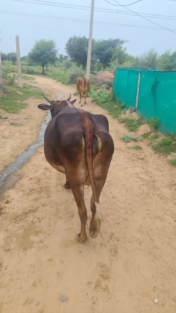 Sahiwal Cow in  RAJASTHAN