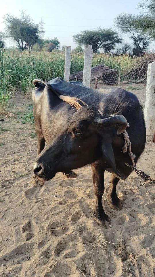 Murrah Buffalo in  RAJASTHAN