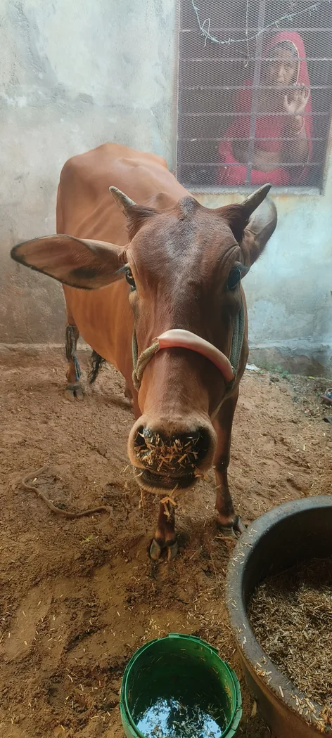 Others Cow in  RAJASTHAN
