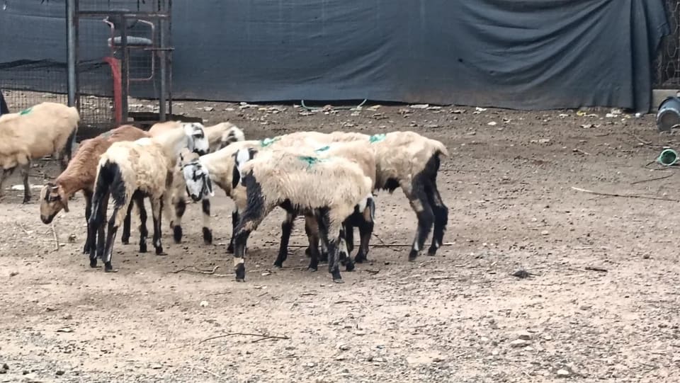 Neelore  Jodipi Sheep N0174 in  ANDHRA PRADESH
