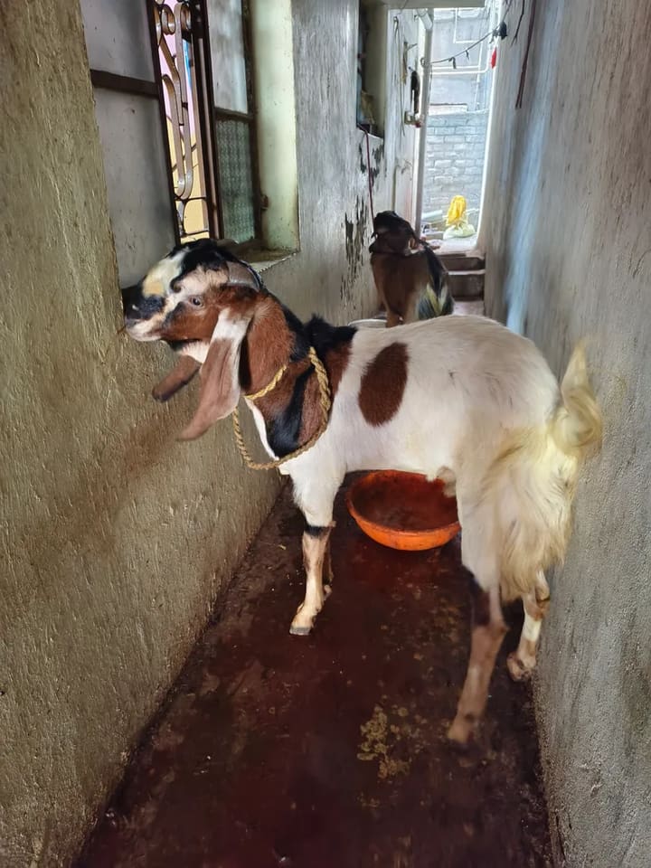 Jamunapari Goat J0278 in  MAHARASHTRA