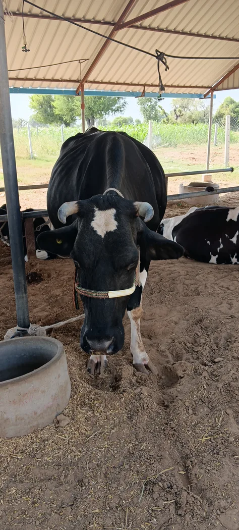 HF Cow in  RAJASTHAN
