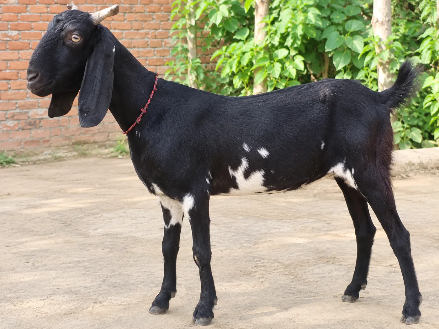 Kota Goat K0251 in  UTTAR PRADESH