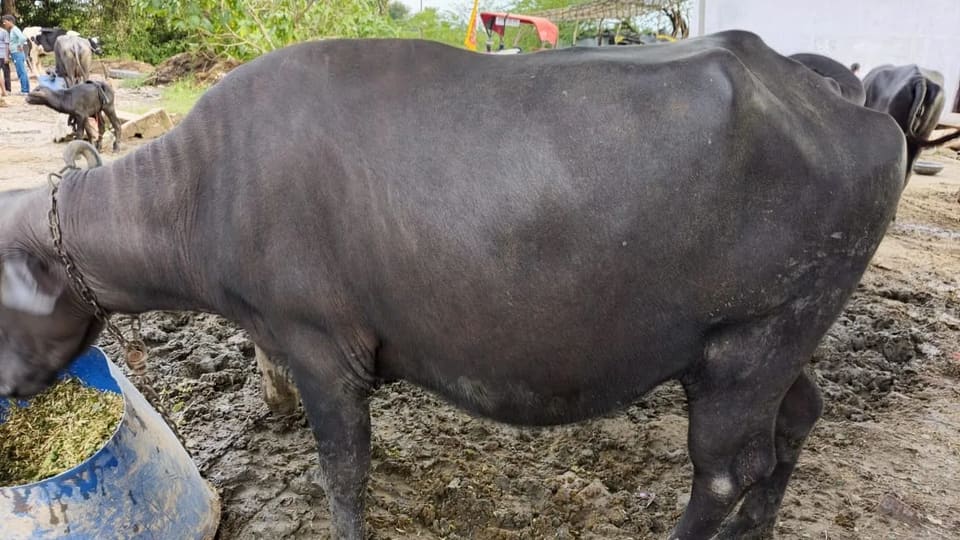 Muresa Buffalo O0765 in  UTTAR PRADESH