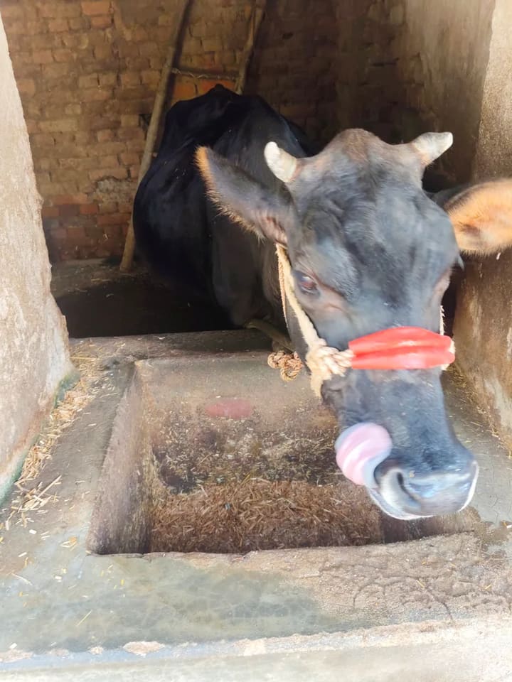 Vechur Cow in BIHAR