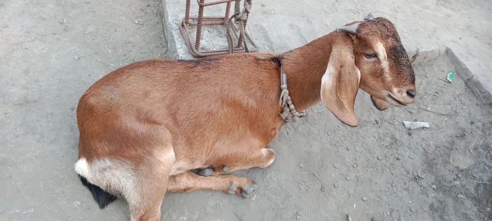 Malabari Goat M0289 in  UTTARAKHAND