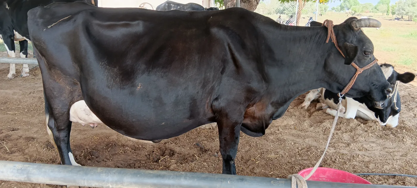 HF Cow H3323 in  RAJASTHAN