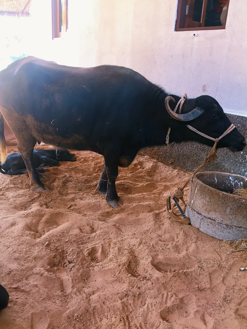 Surti Buffalo S0413 in RAJASTHAN