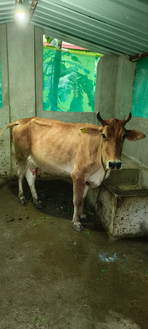 Sindhi Cow S0255 in  ODISHA
