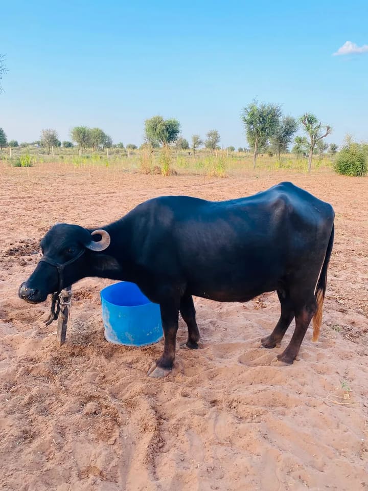 Murrah Heifer Buffalo M5085 in  RAJASTHAN