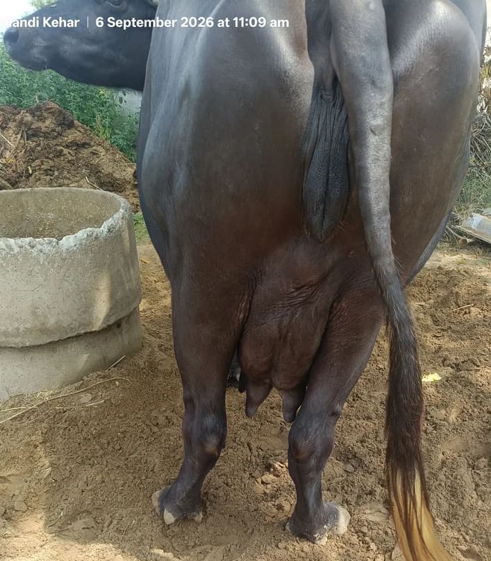 Murrah Buffalo in  HARYANA