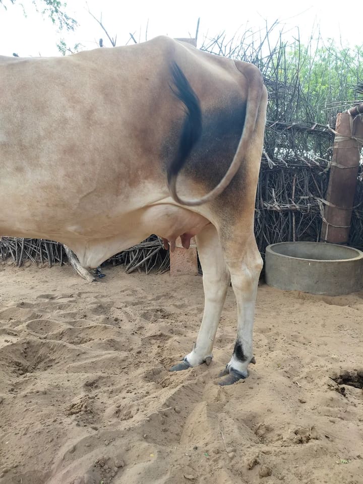 Rathi Cow in  RAJASTHAN