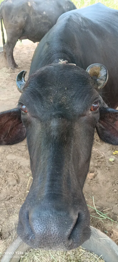 Murrah Buffalo in  RAJASTHAN