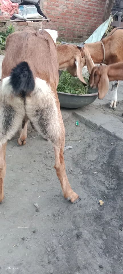 Malabari Goat in  UTTARAKHAND