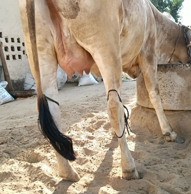 Sahiwal Cow in  RAJASTHAN
