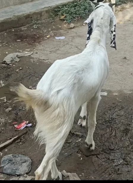 Jamunapari Goat in  UTTAR PRADESH