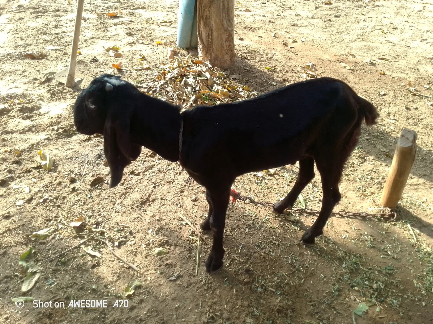 Beetal Goat B0525 in HARYANA