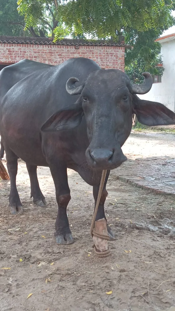 Murrah Buffalo in  UTTAR PRADESH