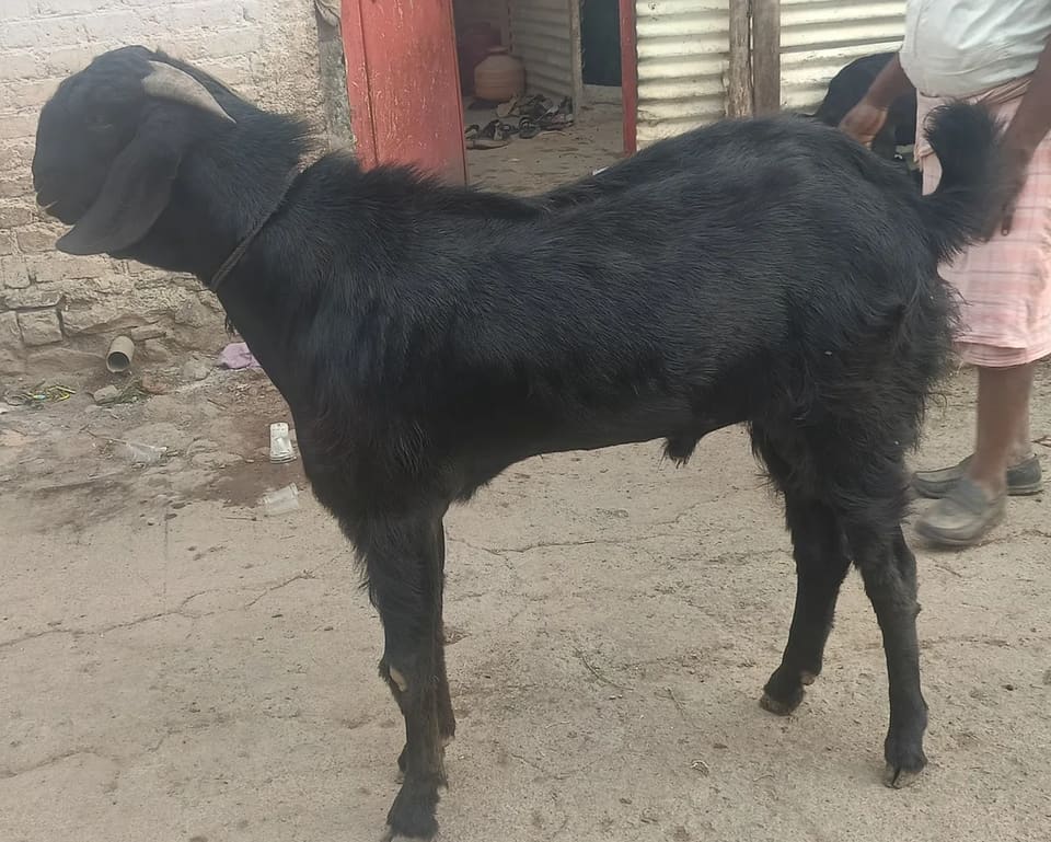 Beetal Goat in  MAHARASHTRA