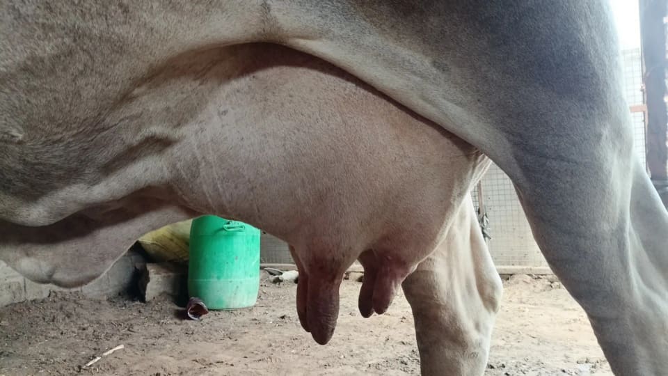 Jersey Cow J1620 in  RAJASTHAN