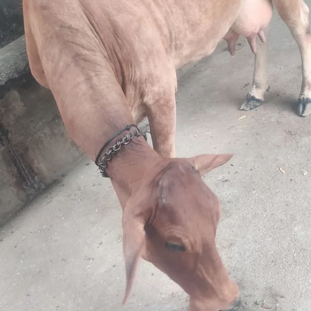 Sahiwal Cow S1850 in  UTTAR PRADESH