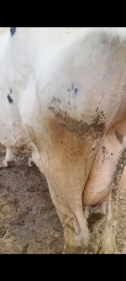 HF Cow in  RAJASTHAN