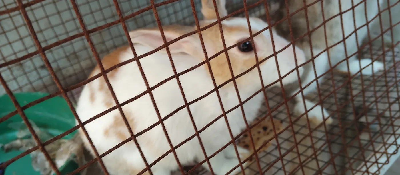 Rabbit Rabbit O0841 in  MAHARASHTRA