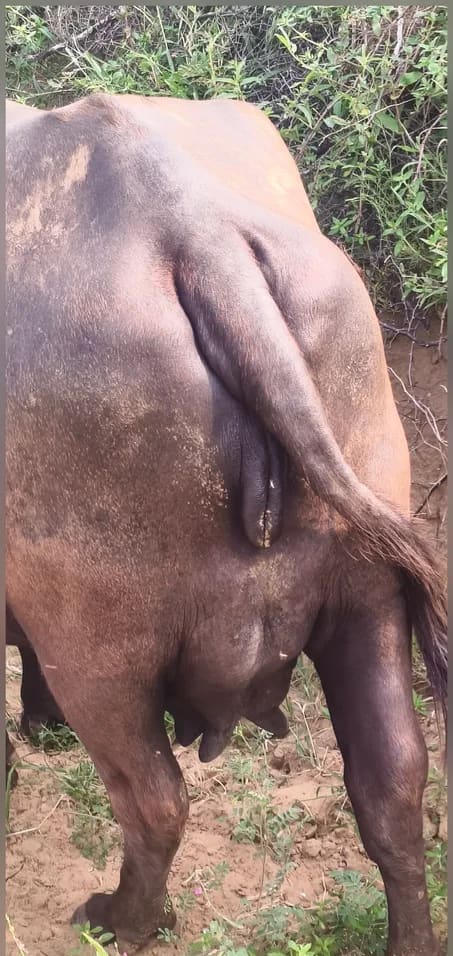 Murrah Buffalo in  RAJASTHAN