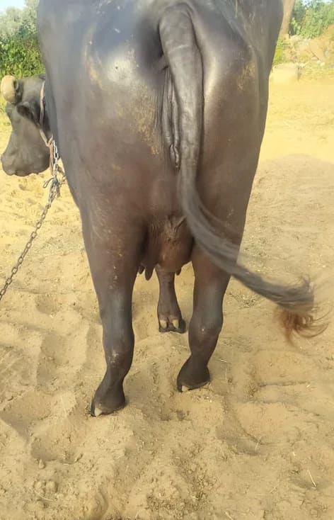 Murrah Buffalo in  RAJASTHAN